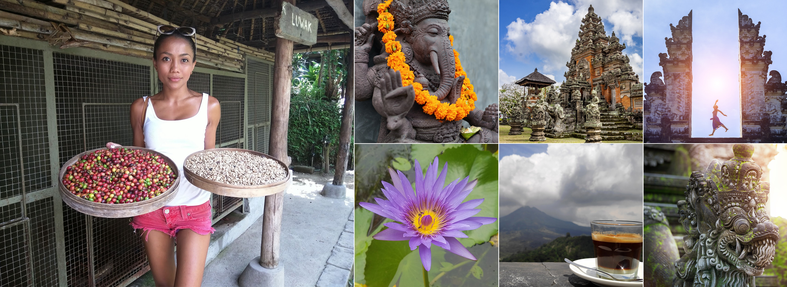 Collage of Bali: freshly picked coffee cherries, temple carvings, a lotus flower and Mount Batur