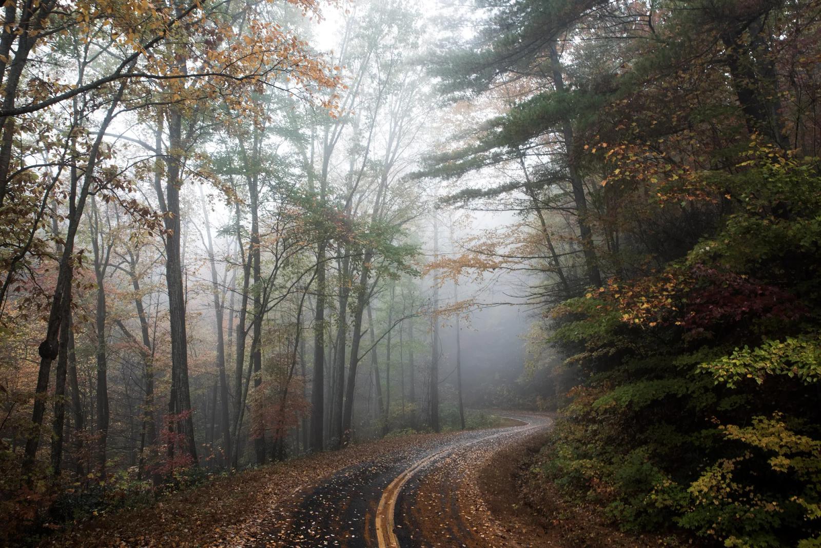 A forest road bending through autumn trees