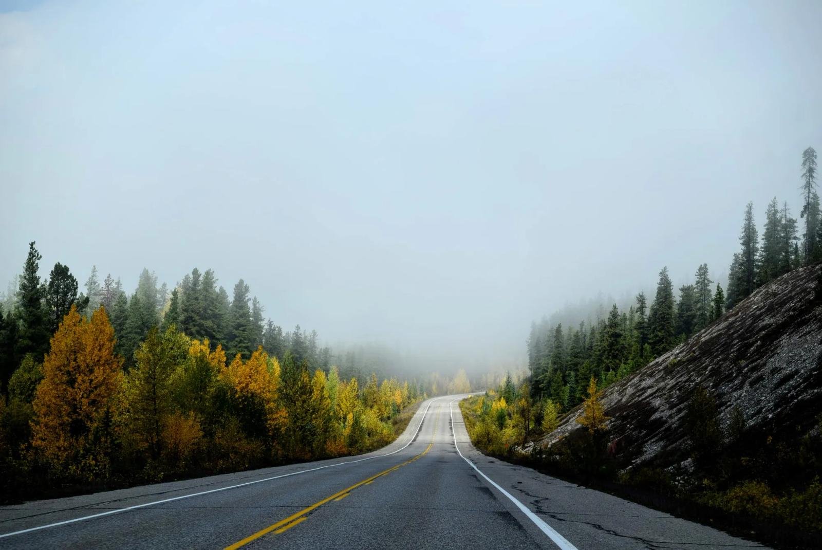A highway through autumn trees in fog
