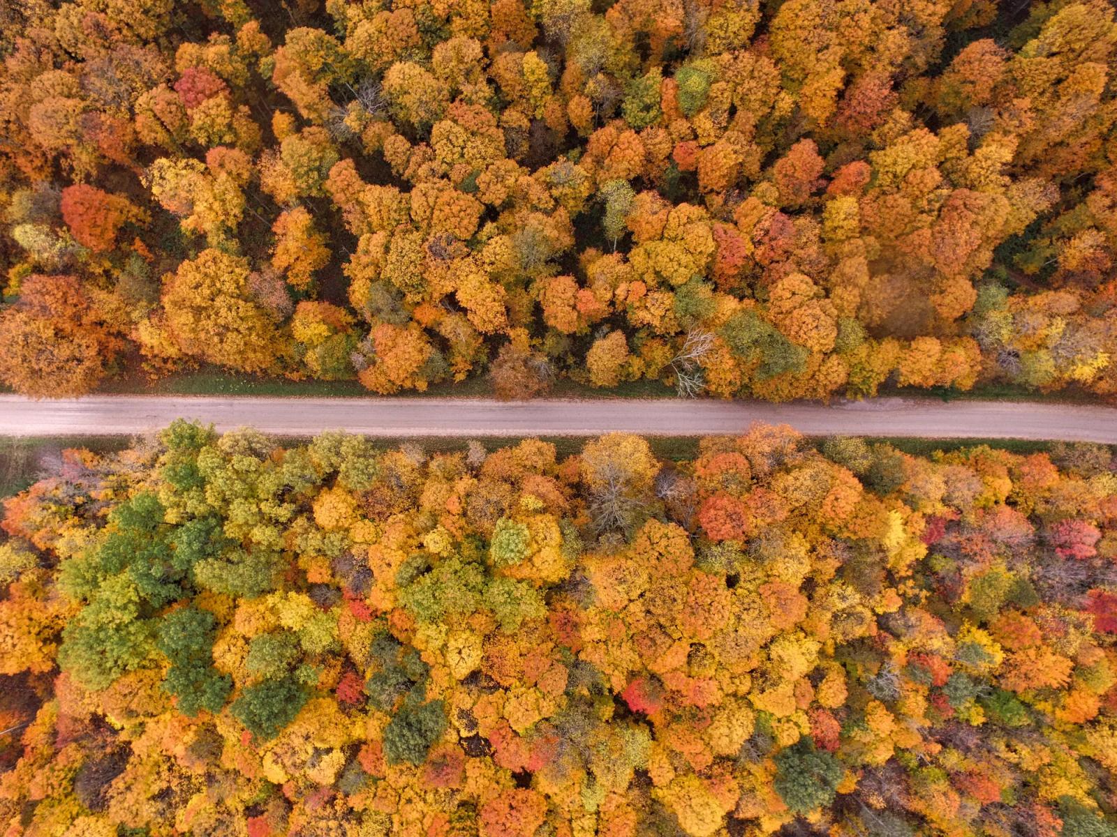 Aerial view of a road through autumn trees