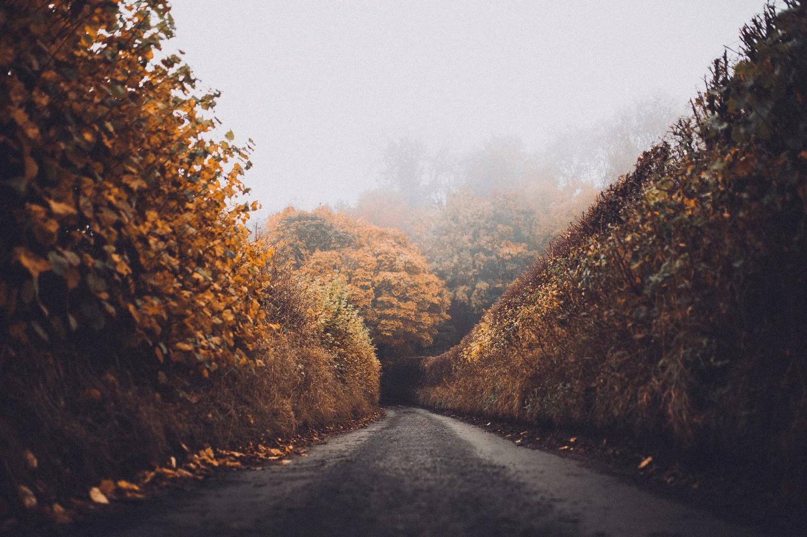 A narrow lane between autumn hedges