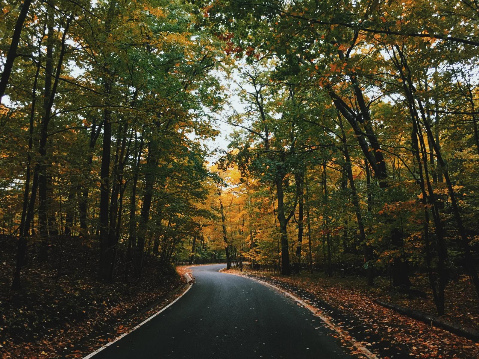 A wet road curving through autumn woods