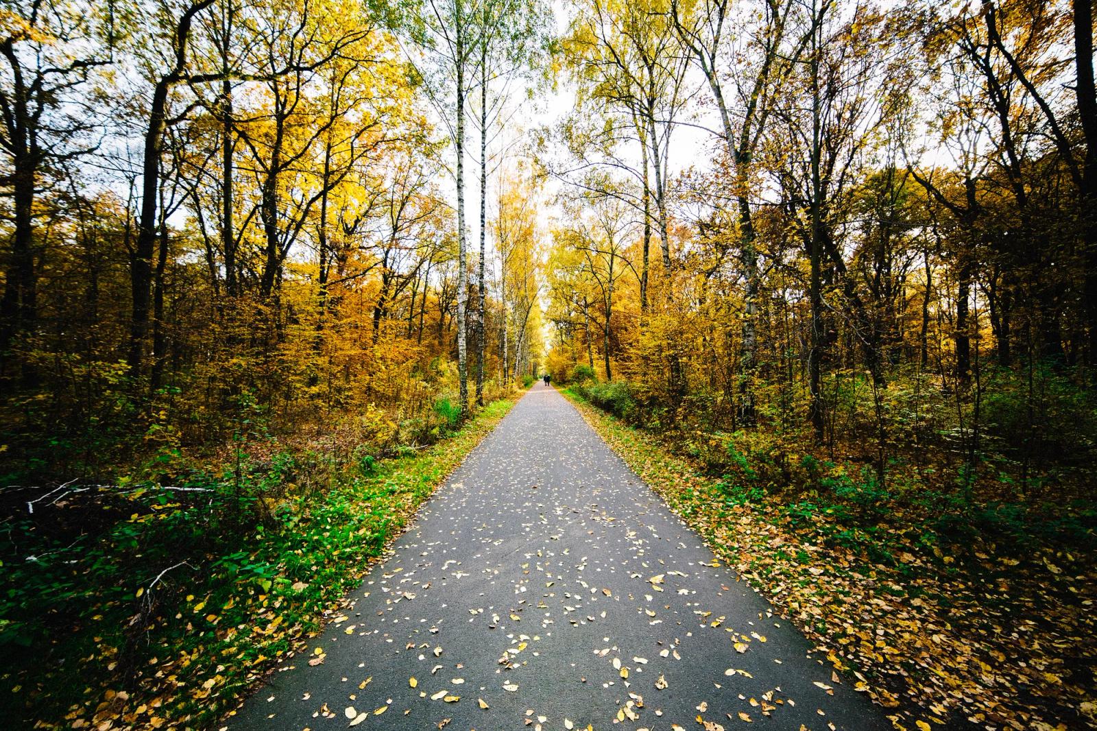 A tree-lined path covered in autumn leaves