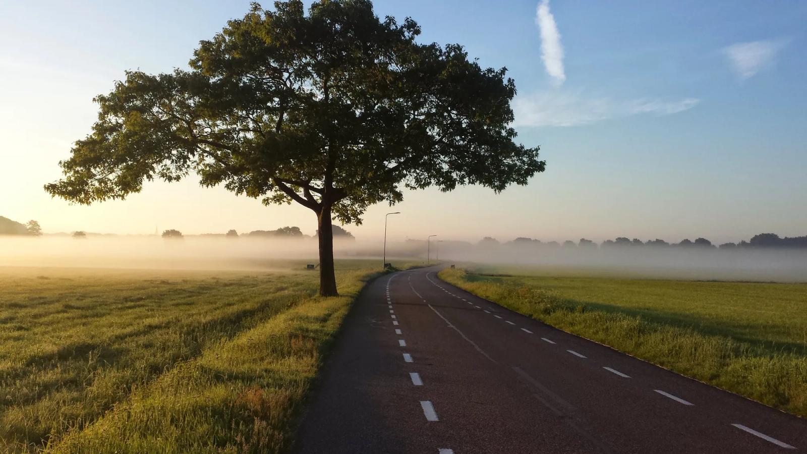 A two-lane road beside a lone tree at sunrise
