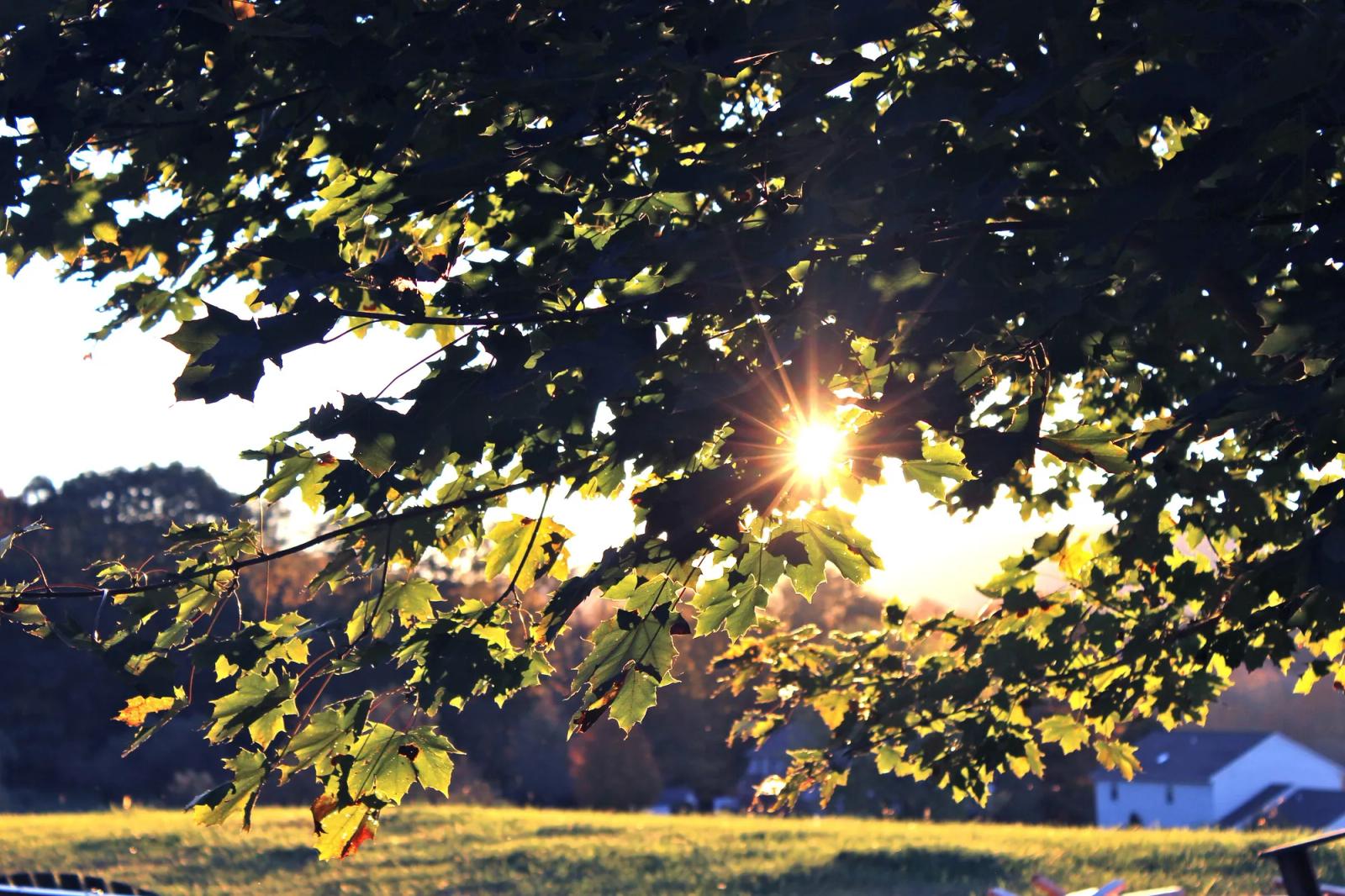 Sunlight through maple leaves in Pennsylvania